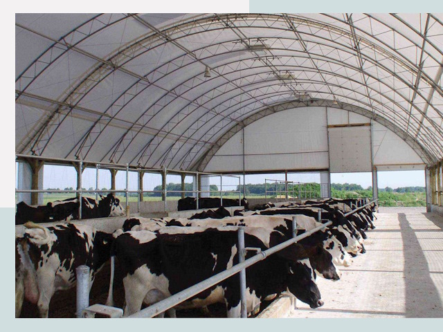 Тентовые коровники в Тайшете